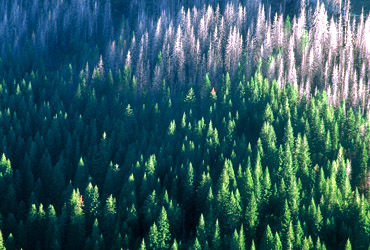 Photo of the Fiddler Mountain Logging Unit